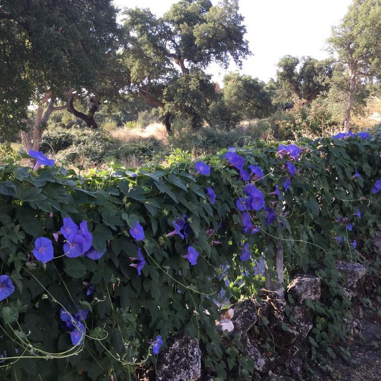 Flor Da Ramila Apartman Marvão Kültér fotó